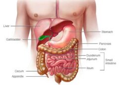 Diarrhoea, Dysentery, Constipation, and Acute and Chronic Diseases of the Intestines