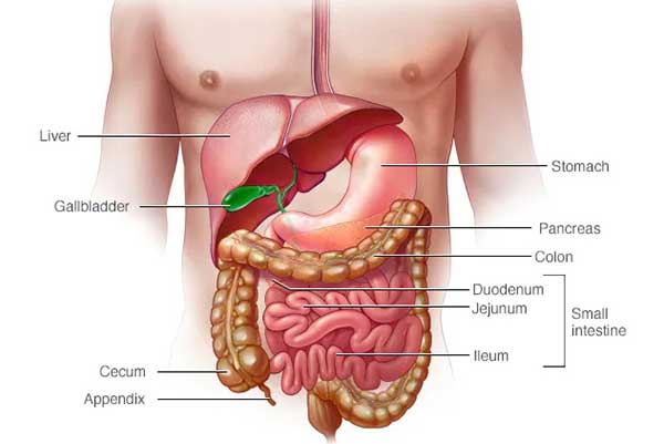 Diarrhoea, Dysentery, Constipation, and Acute and Chronic Diseases of the Intestines